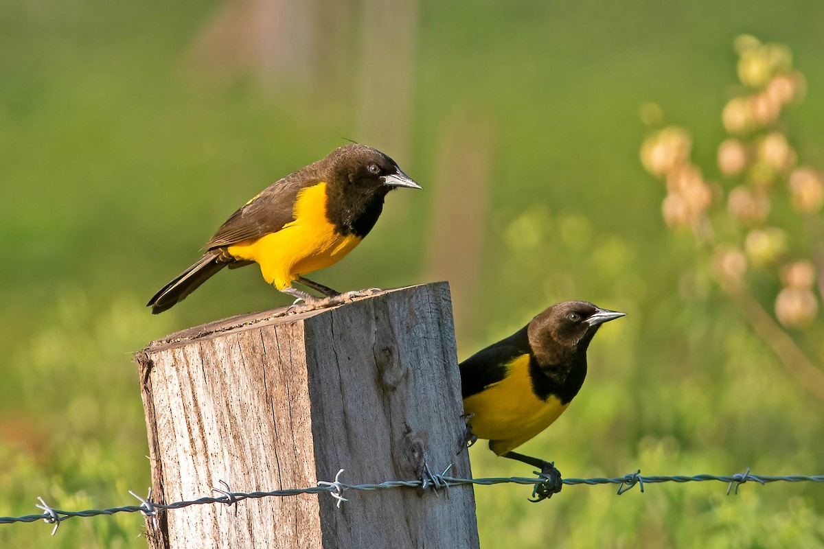 Yellow-rumped Marshbird - ML623889818