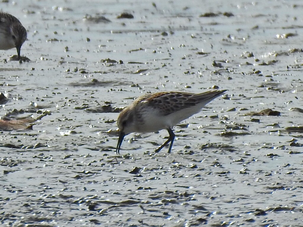 Western Sandpiper - ML623889819