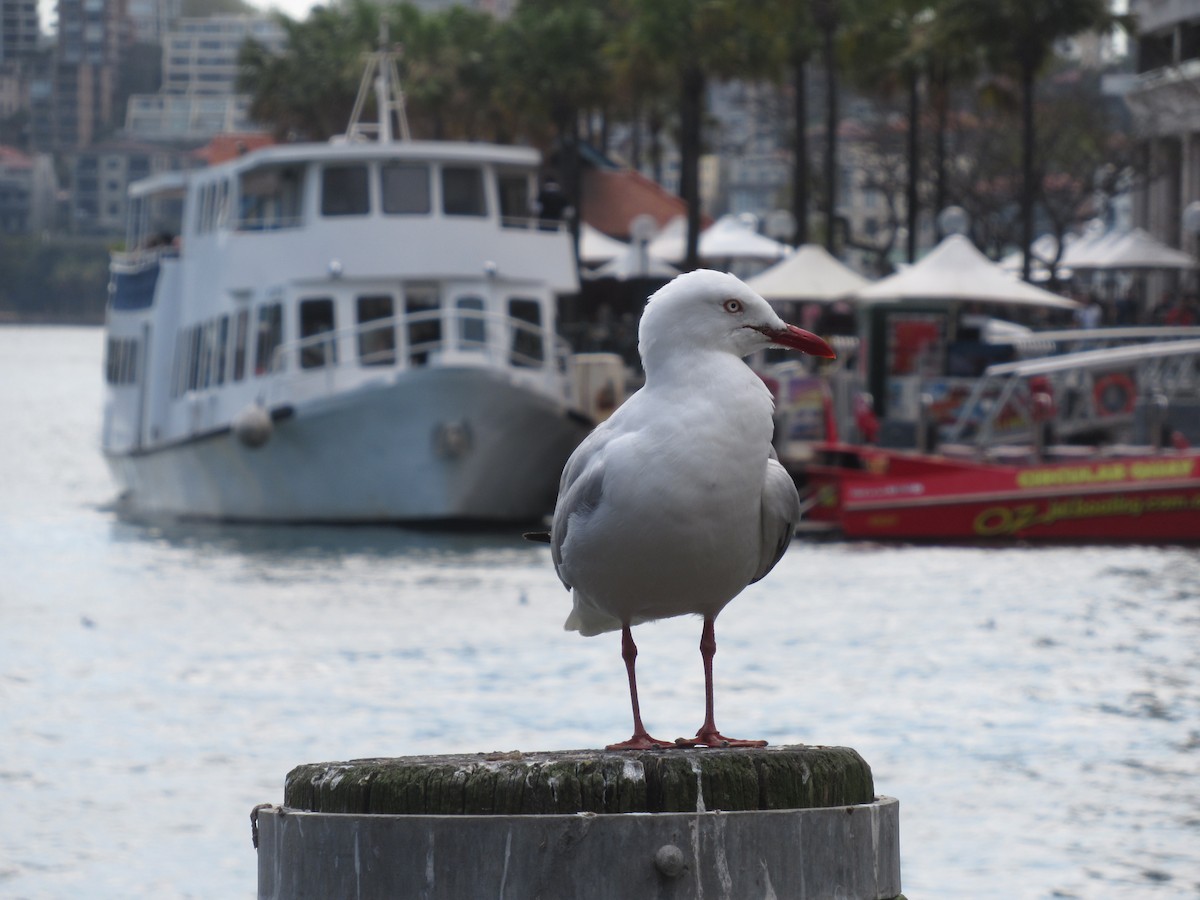 Silver Gull - ML623889828