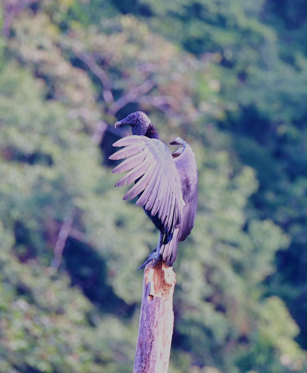 Black Vulture - ML623889834