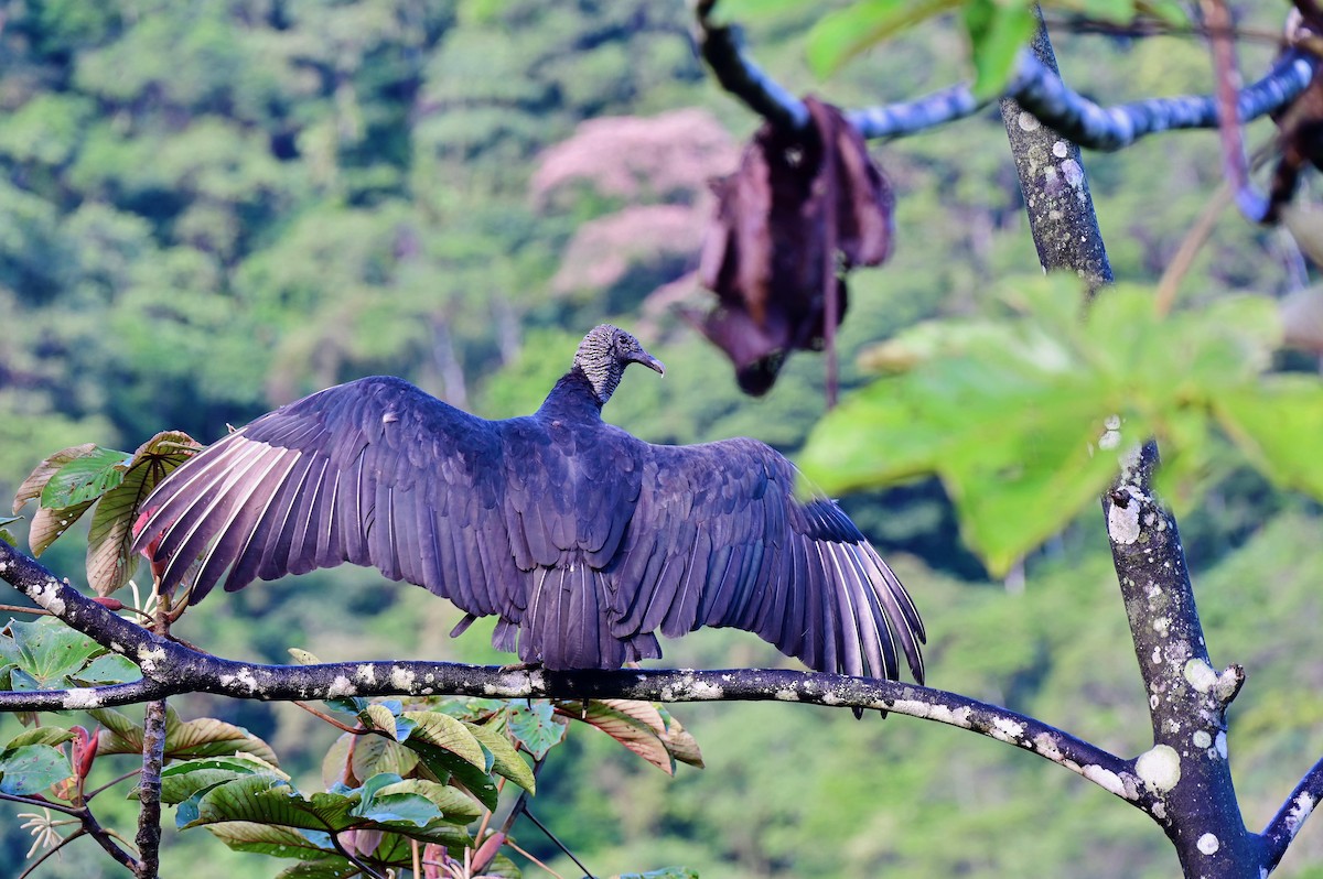 Black Vulture - ML623889835