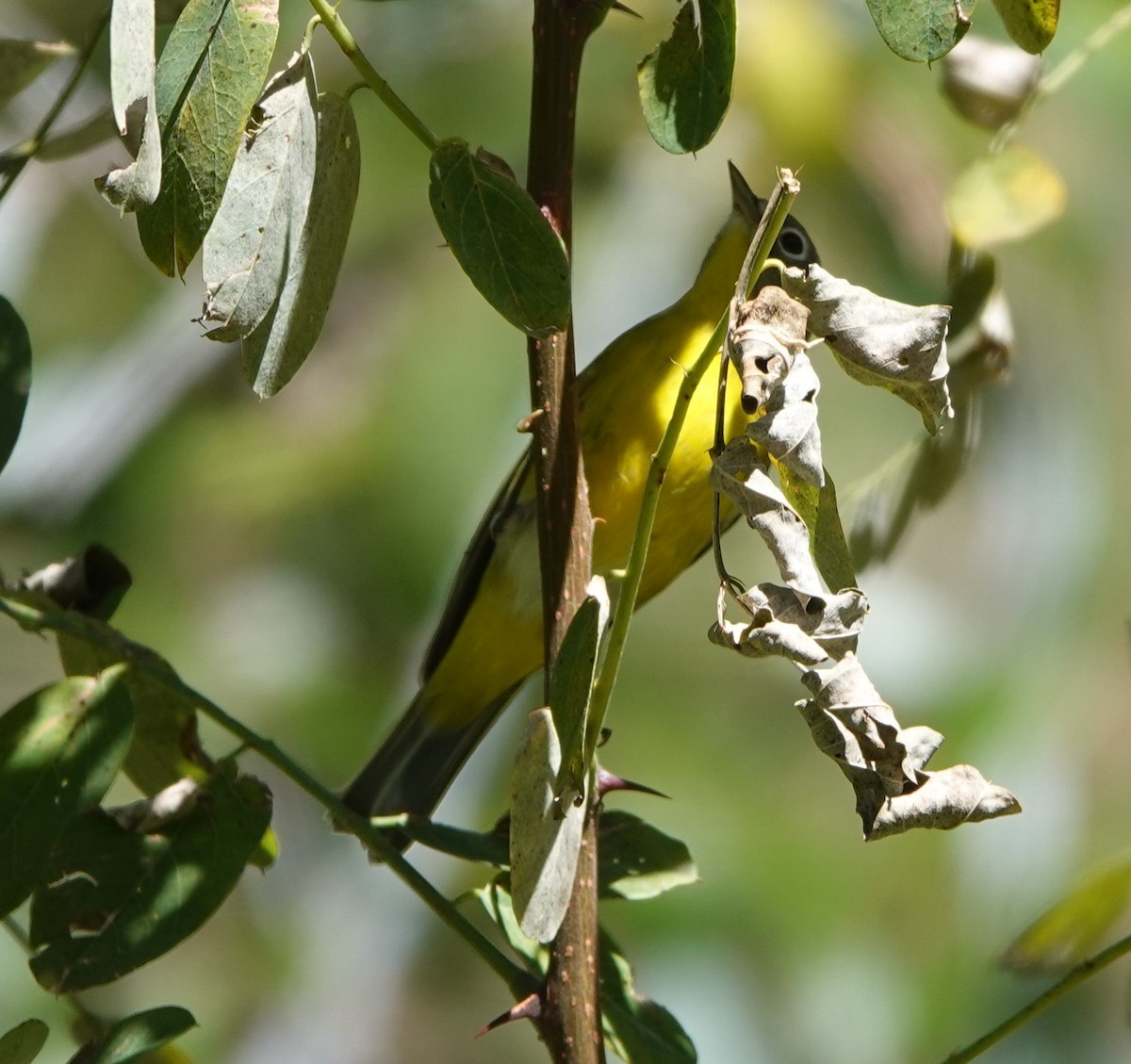 Nashville Warbler - ML623889843