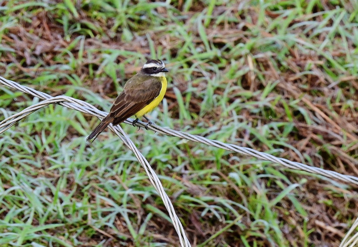 Rusty-margined Flycatcher - ML623889849