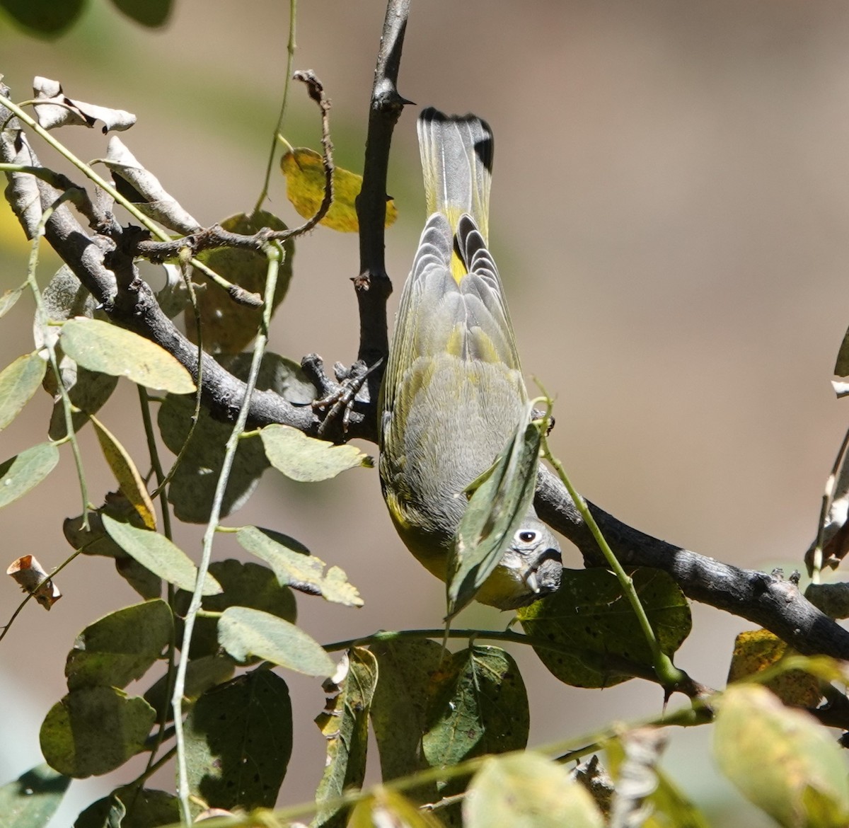 Nashville Warbler - ML623889850