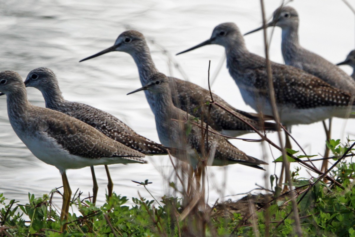 gulbeinsnipe - ML623889857