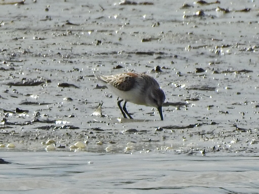 Western Sandpiper - ML623889876