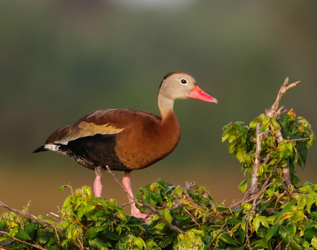 Dendrocygne à ventre noir - ML623889884
