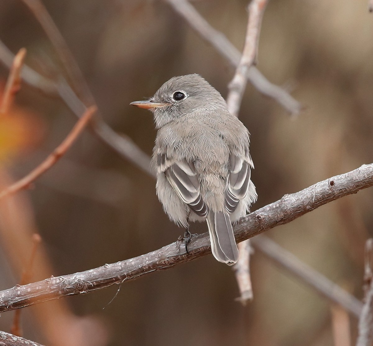 Gray Flycatcher - ML623889896