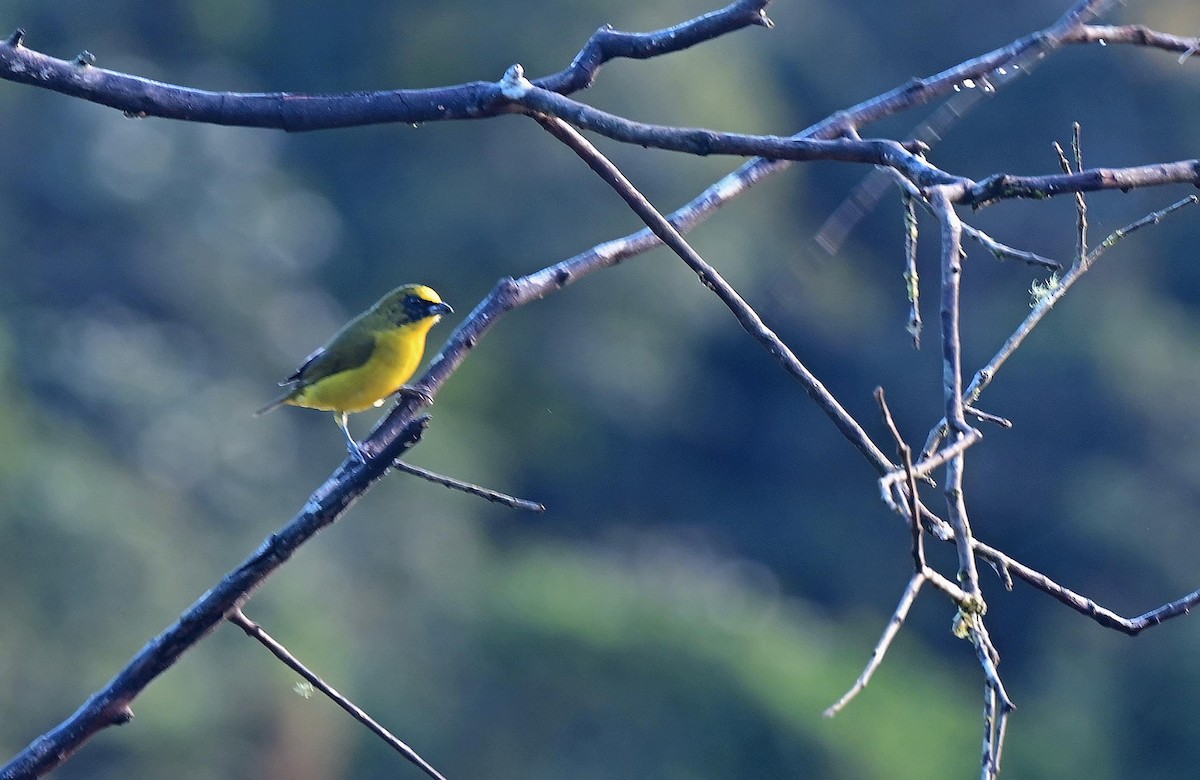 Thick-billed Euphonia - ML623889899