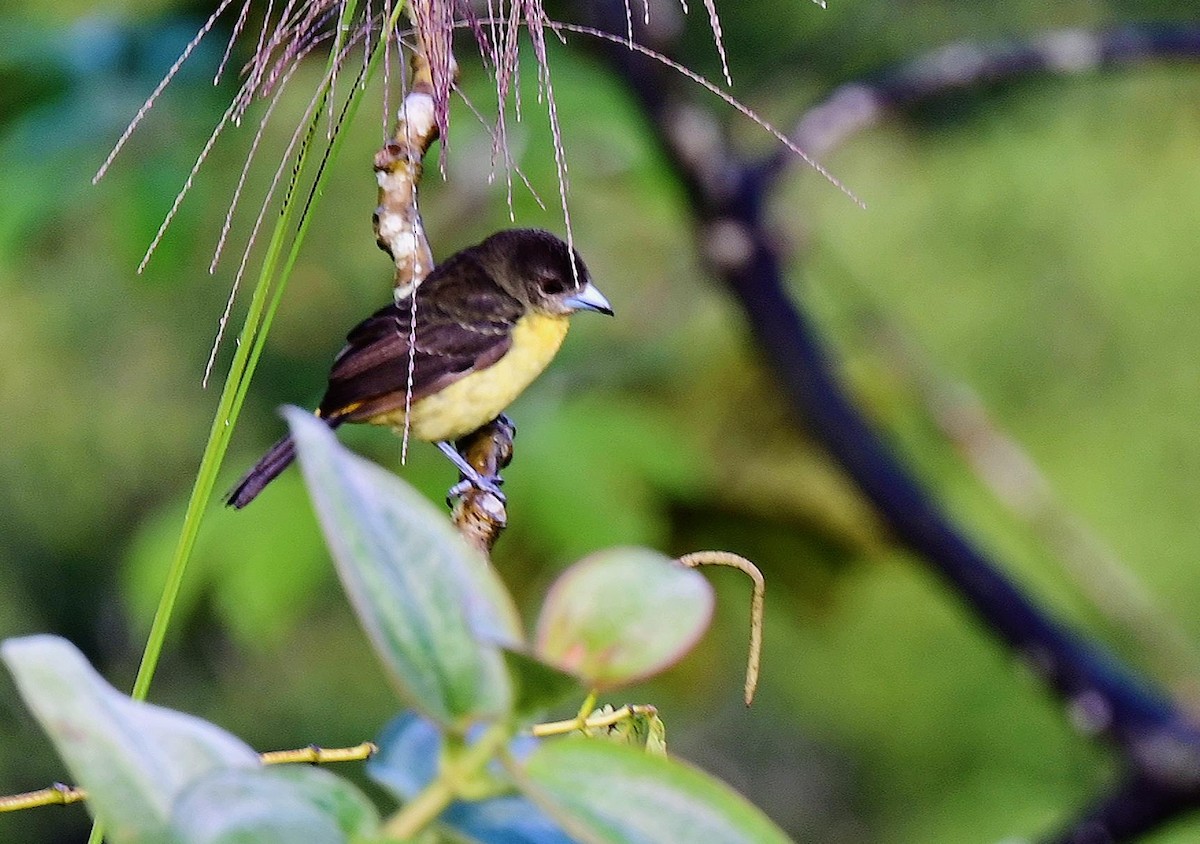 Flame-rumped Tanager - ML623889902