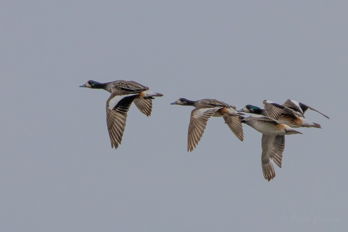 Chiloe Wigeon - ML623889909