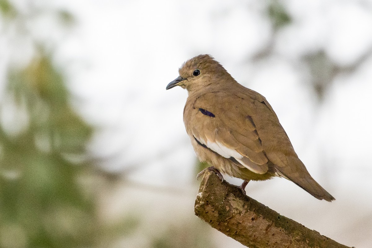 Picui Ground Dove - ML623889915