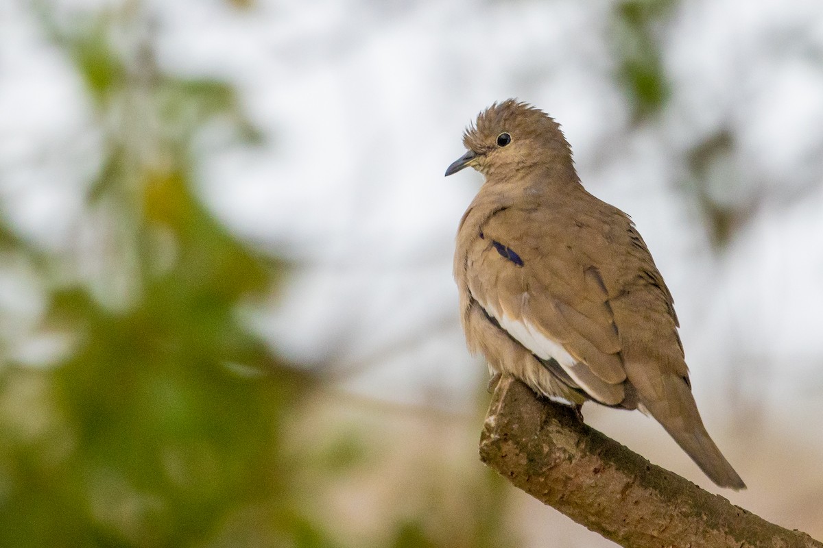 Picui Ground Dove - ML623889916