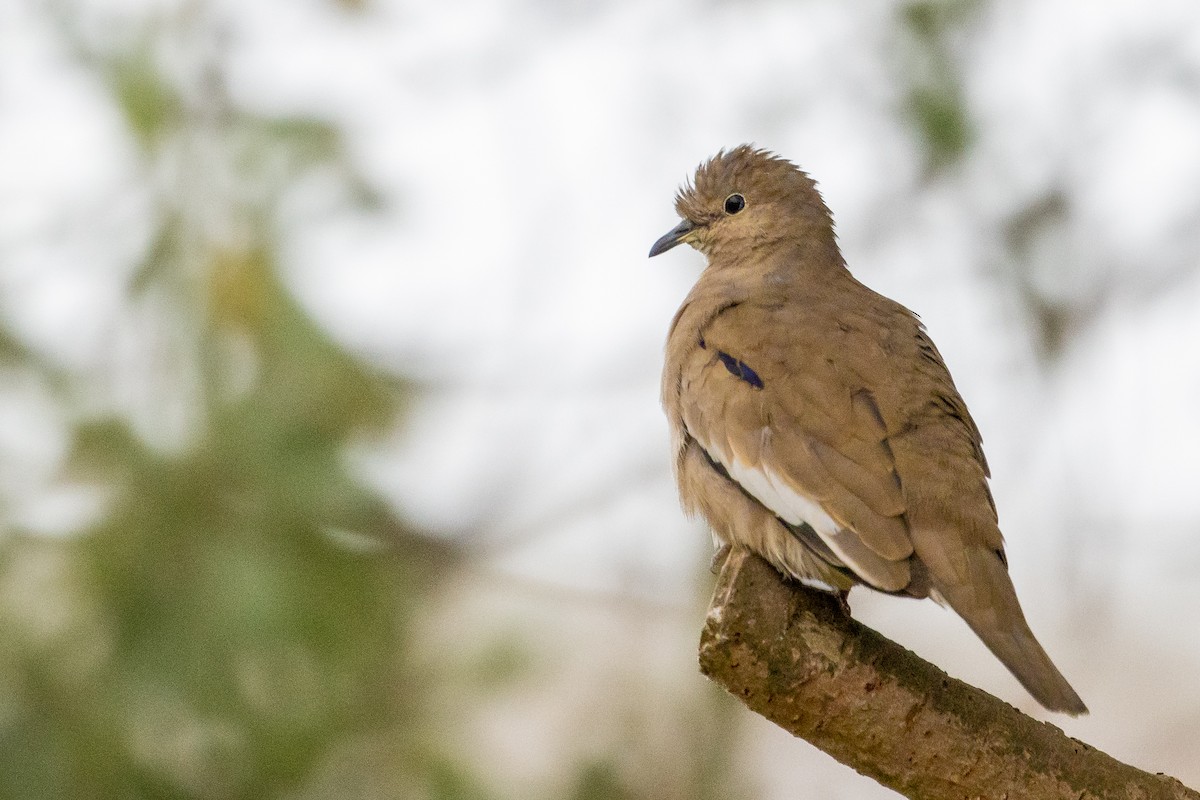 Picui Ground Dove - ML623889917