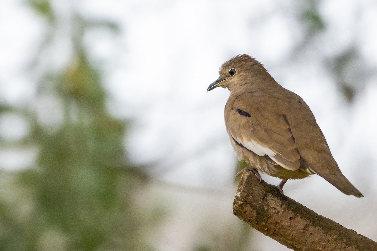 Picui Ground Dove - ML623889918