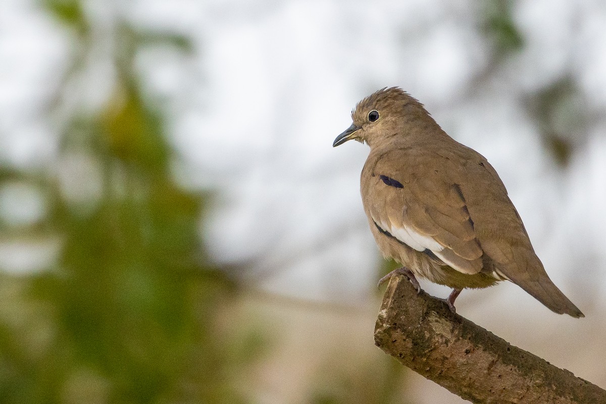 Picui Ground Dove - ML623889919