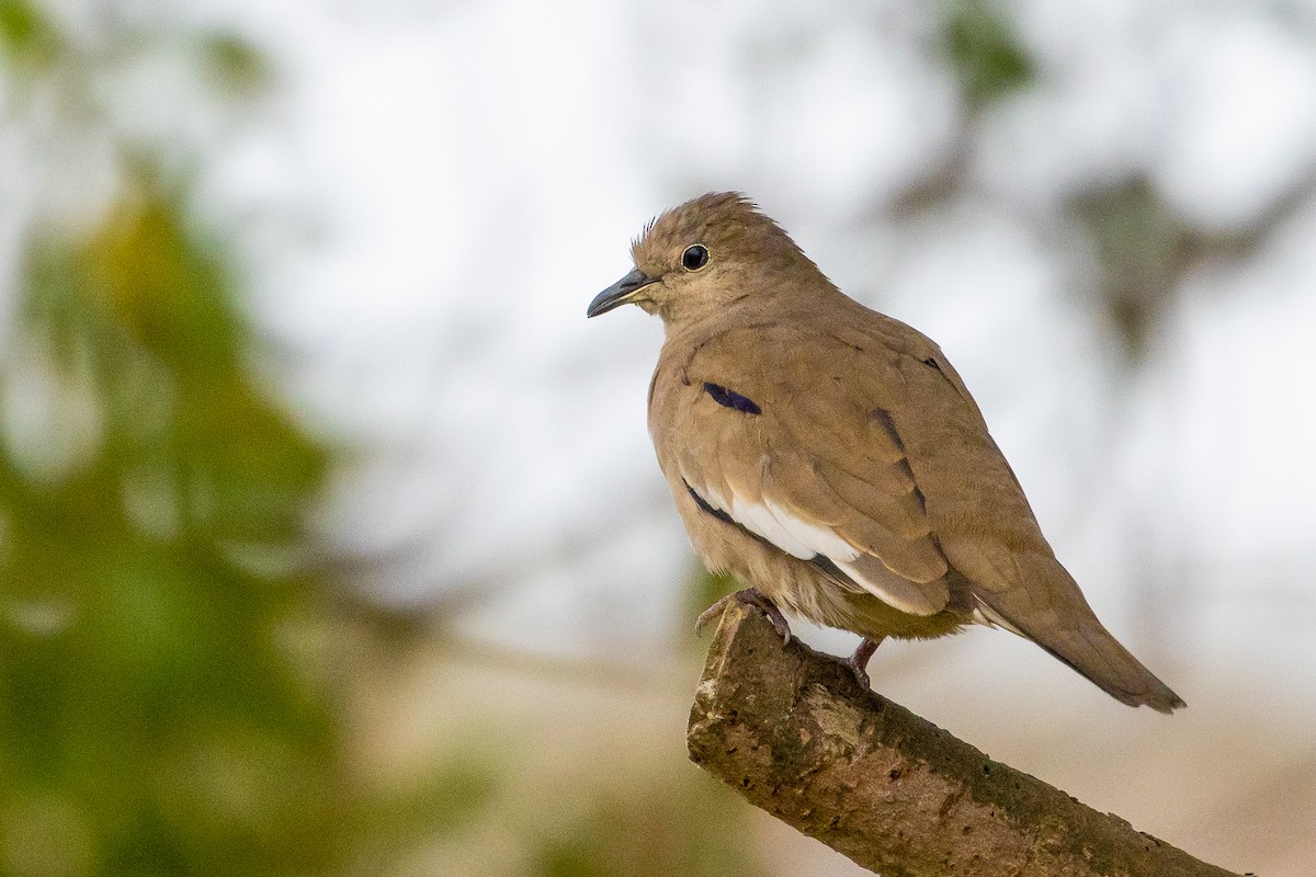 Picui Ground Dove - ML623889920