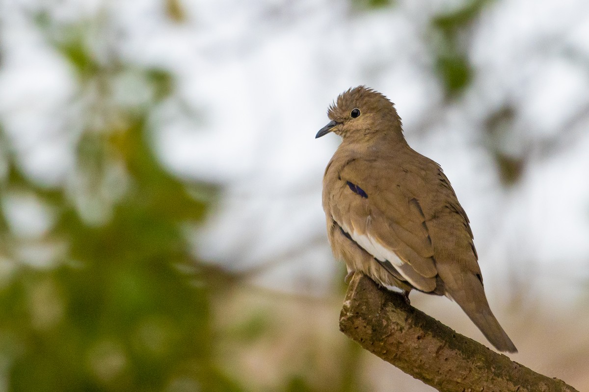 Picui Ground Dove - ML623889921