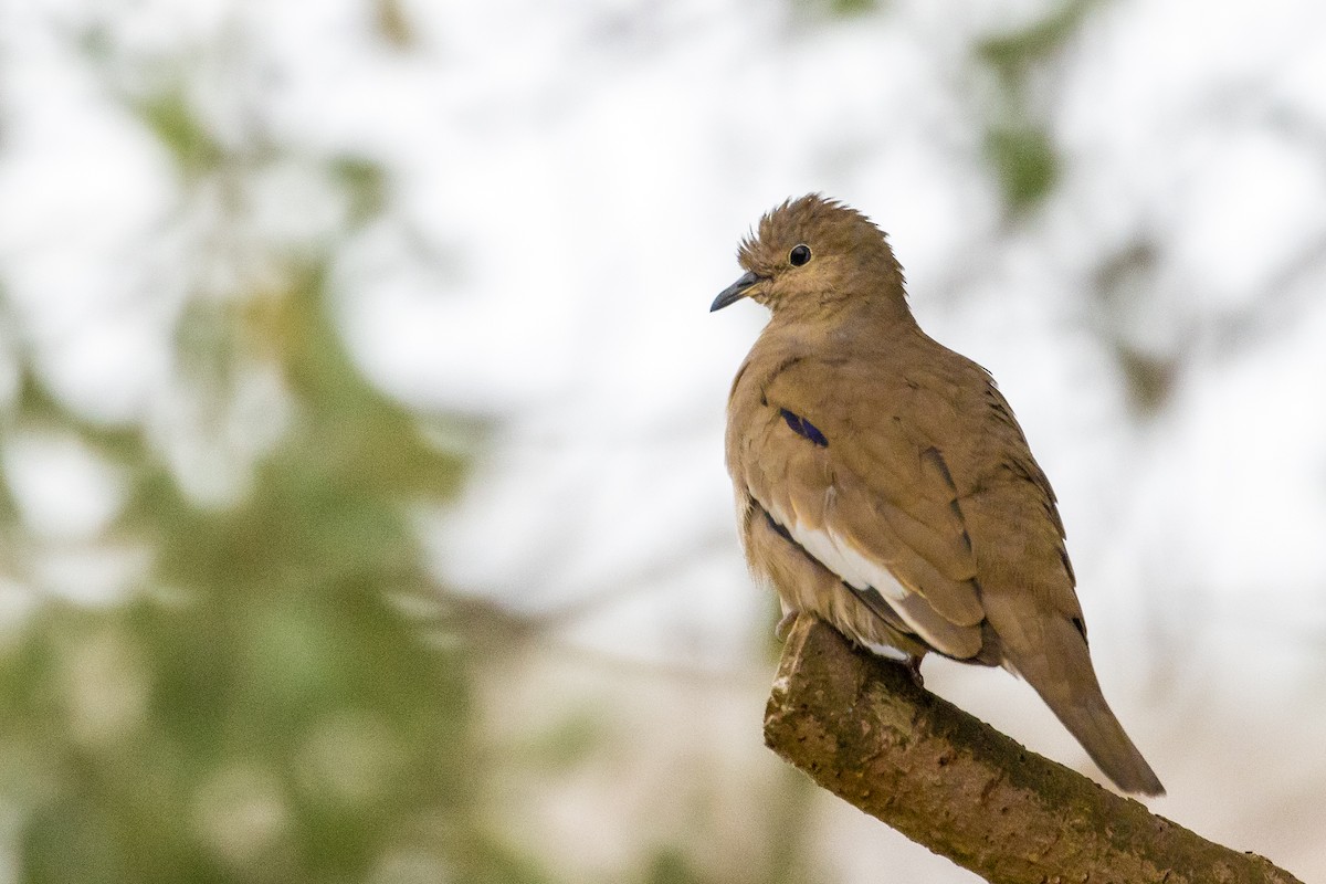 Picui Ground Dove - ML623889922