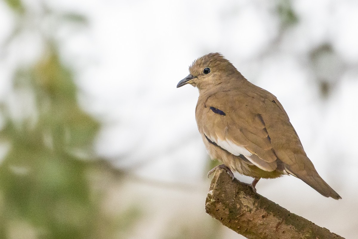 Picui Ground Dove - ML623889923