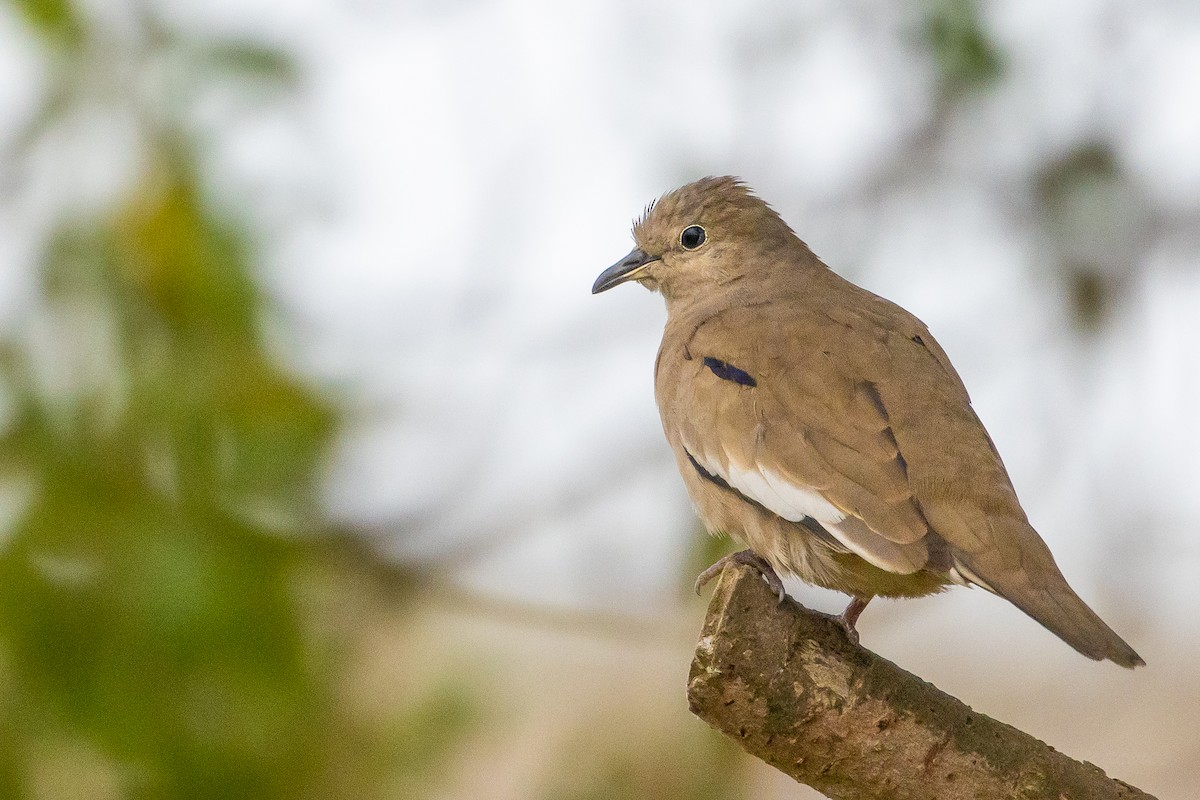 Picui Ground Dove - ML623889924