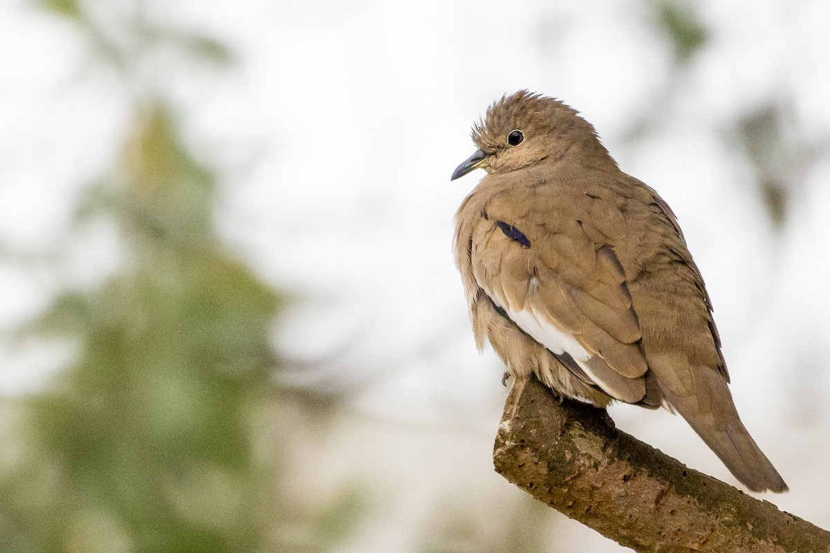 Picui Ground Dove - ML623889925