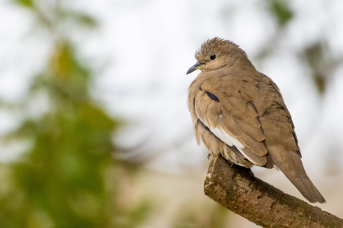 Picui Ground Dove - Pablo Andrés Cáceres Contreras