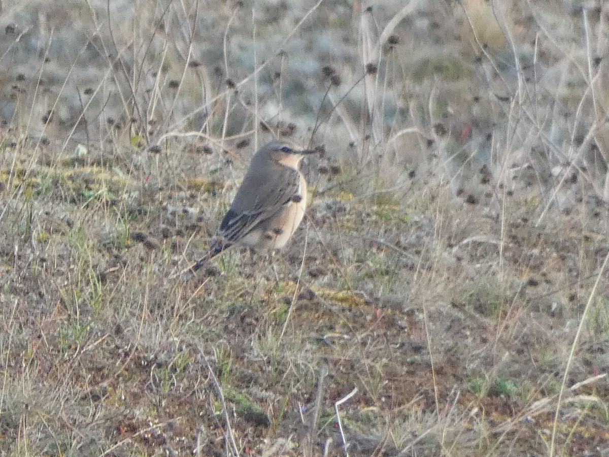 Northern Wheatear - ML623889940