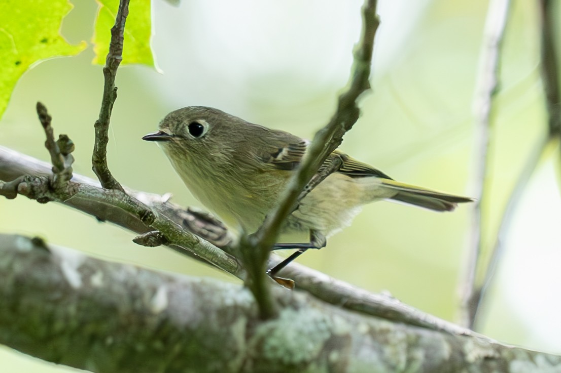 Ruby-crowned Kinglet - ML623889944