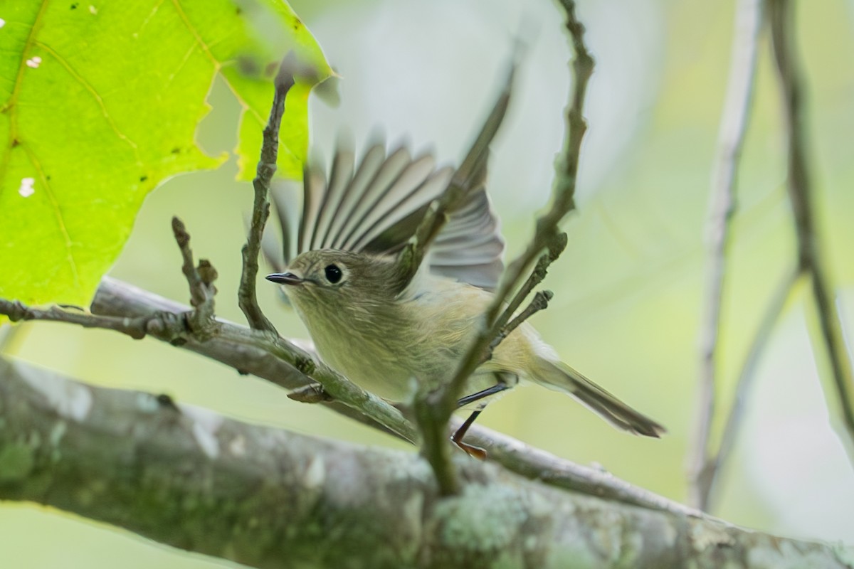 Ruby-crowned Kinglet - ML623889945