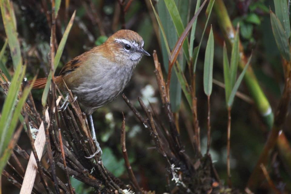 White-browed Spinetail - ML623889946