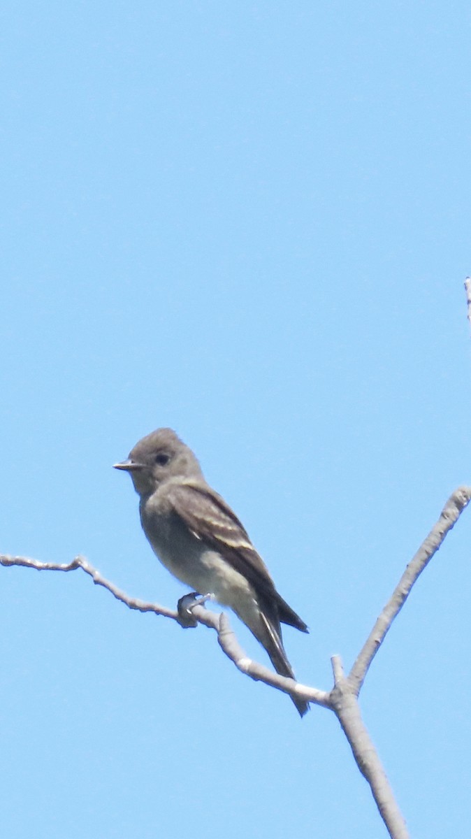 Western Wood-Pewee - ML623889949