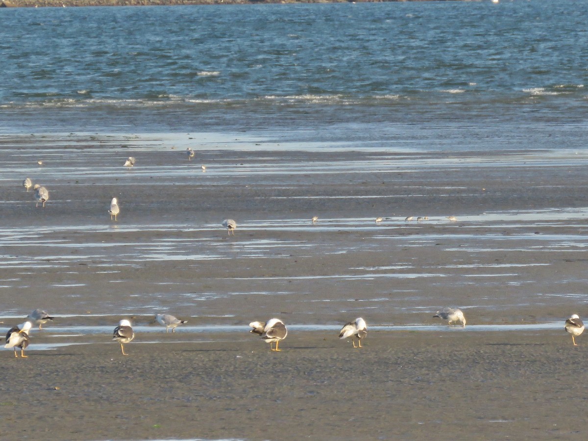 Gaviota Sombría - ML623889957