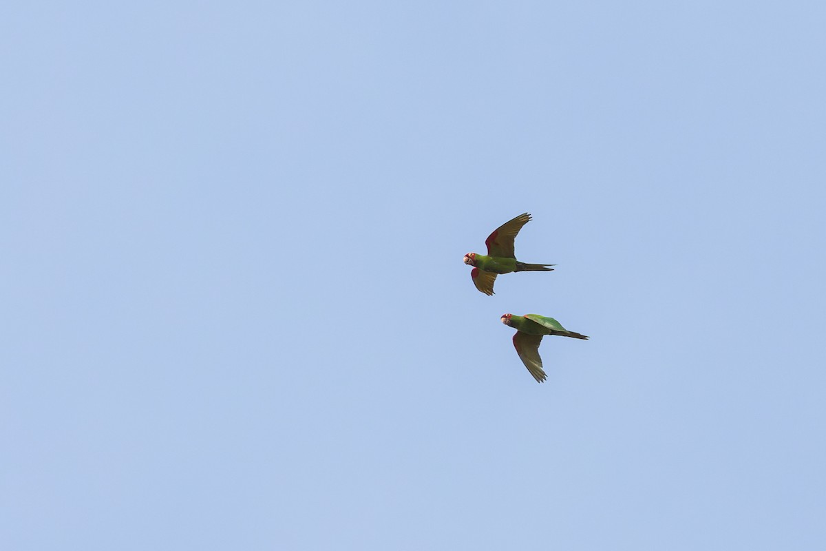 Red-masked Parakeet - ML623889967