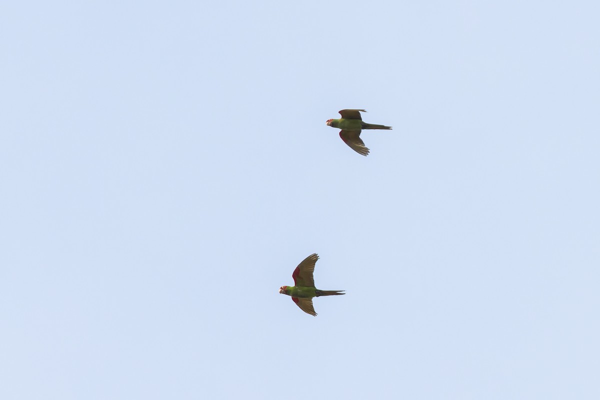 Red-masked Parakeet - ML623889970