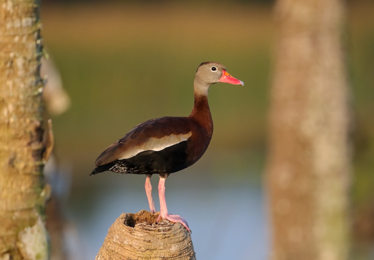 Dendrocygne à ventre noir - ML623889971