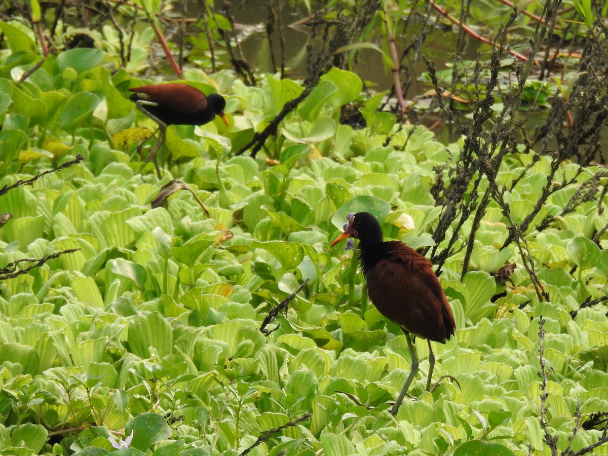 Wattled Jacana - ML623889979