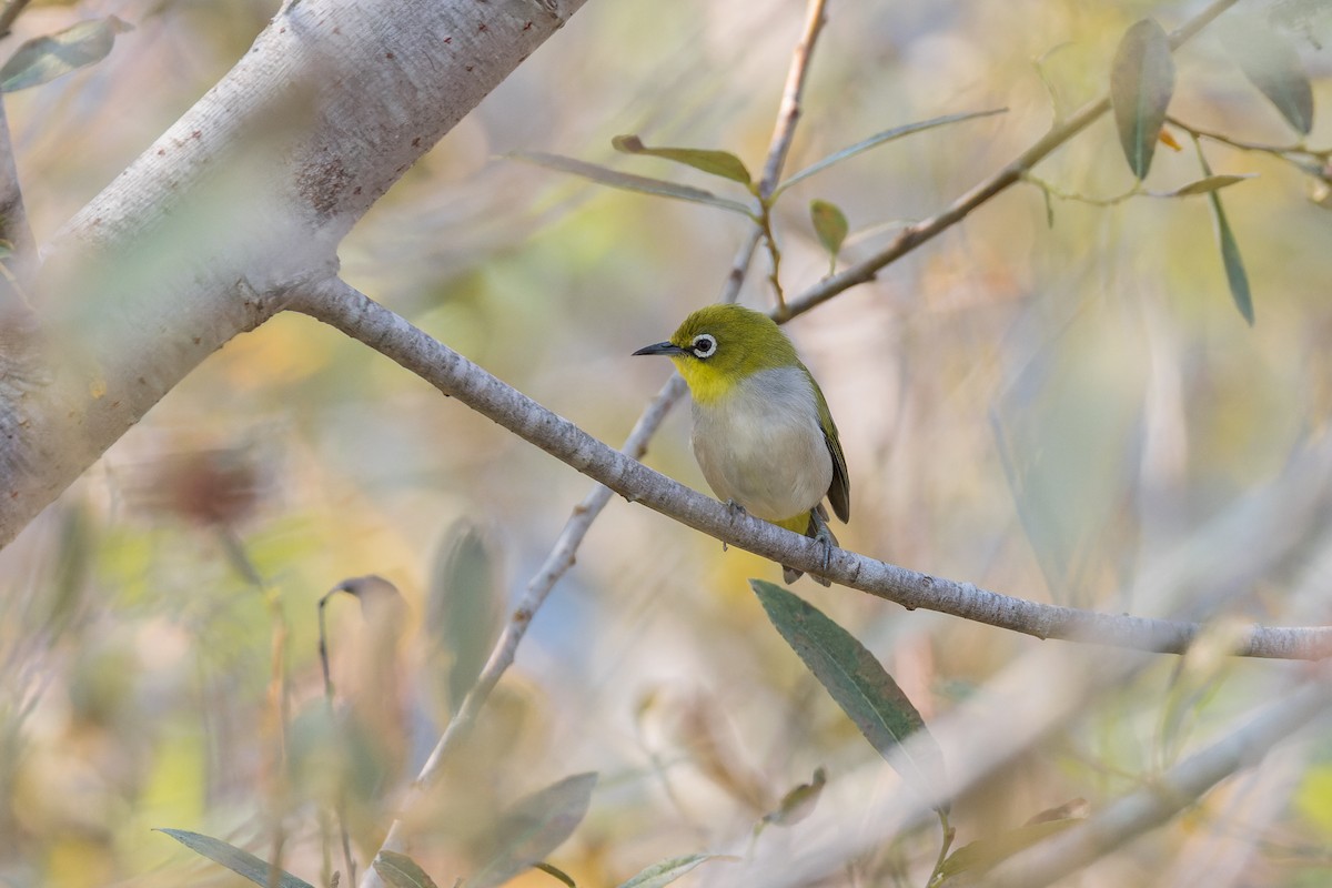 Swinhoe's White-eye - ML623889985