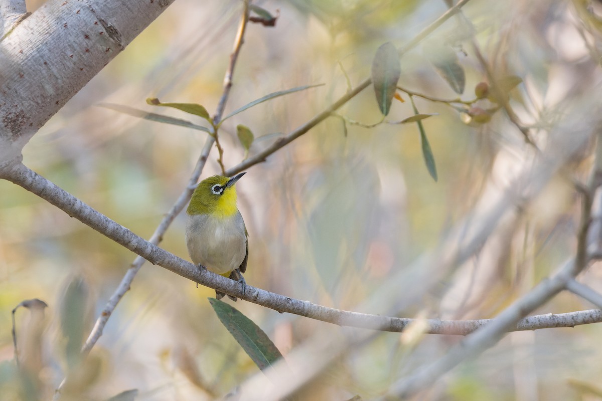 Swinhoe's White-eye - ML623889990