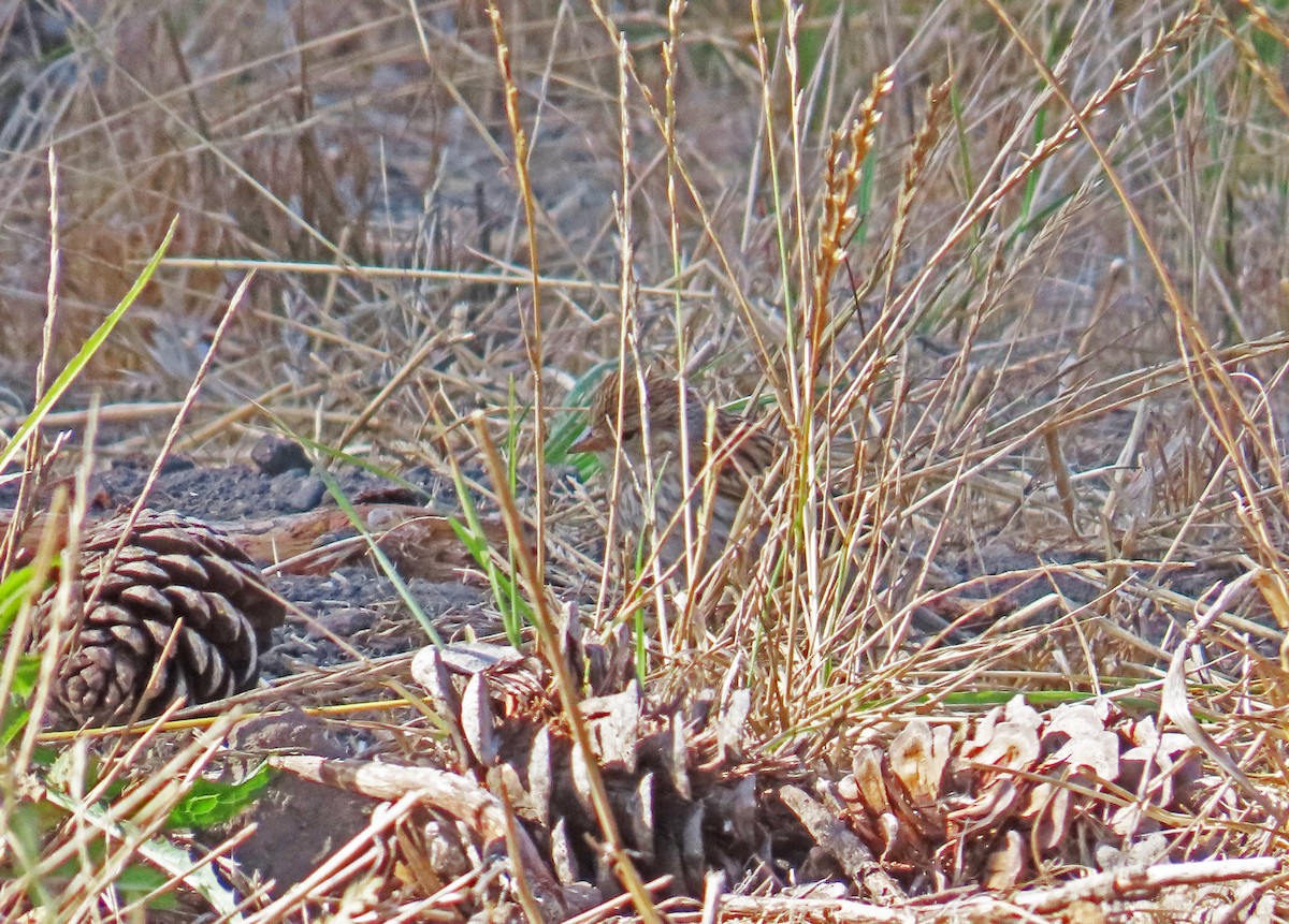 Chipping Sparrow - ML623890006