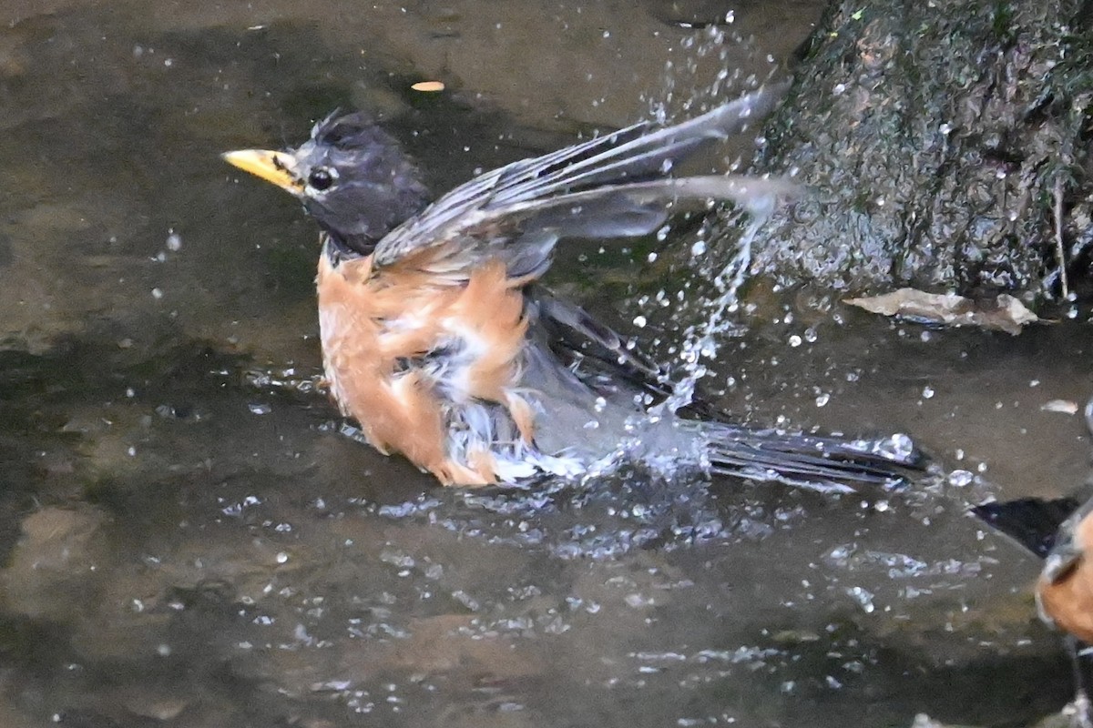 American Robin - Isaac Brown