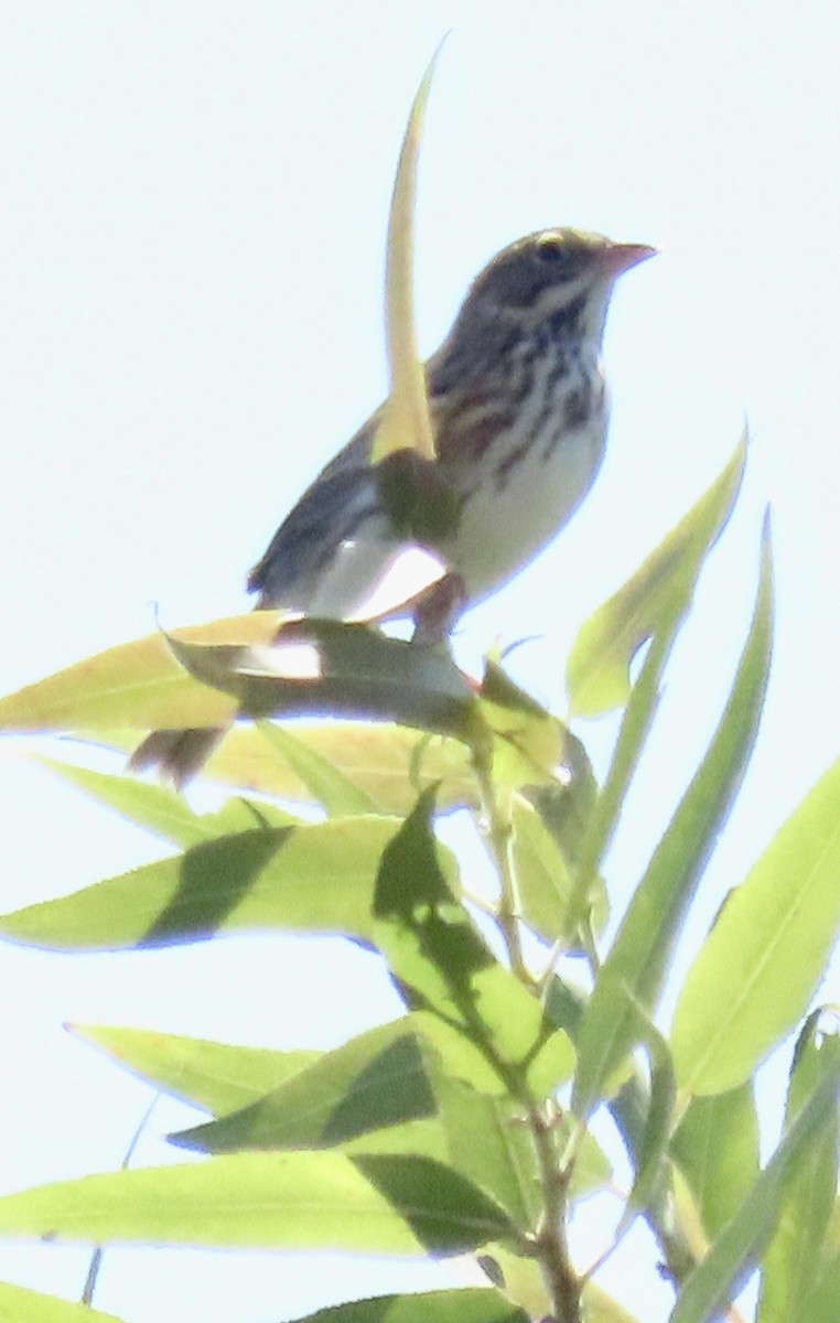 Savannah Sparrow - ML623890036