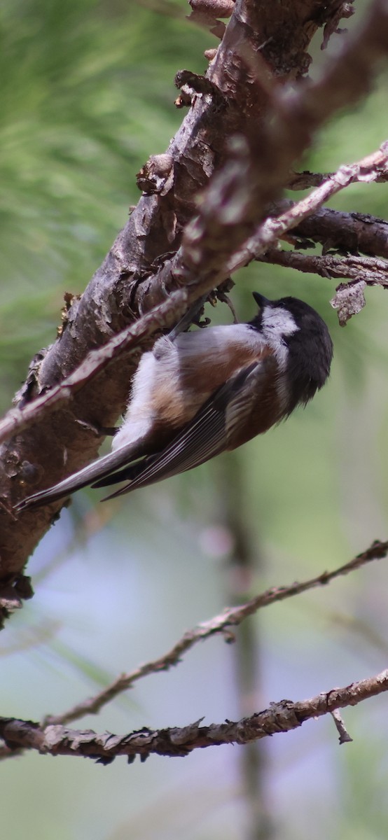 Chestnut-backed Chickadee - ML623890037