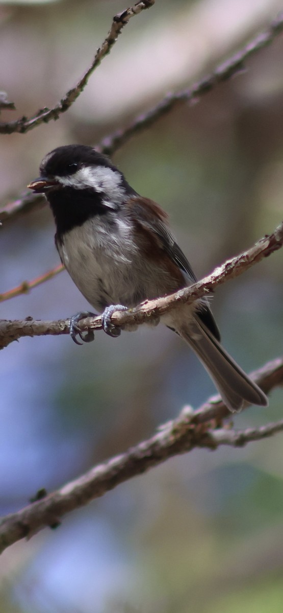 Chestnut-backed Chickadee - ML623890038