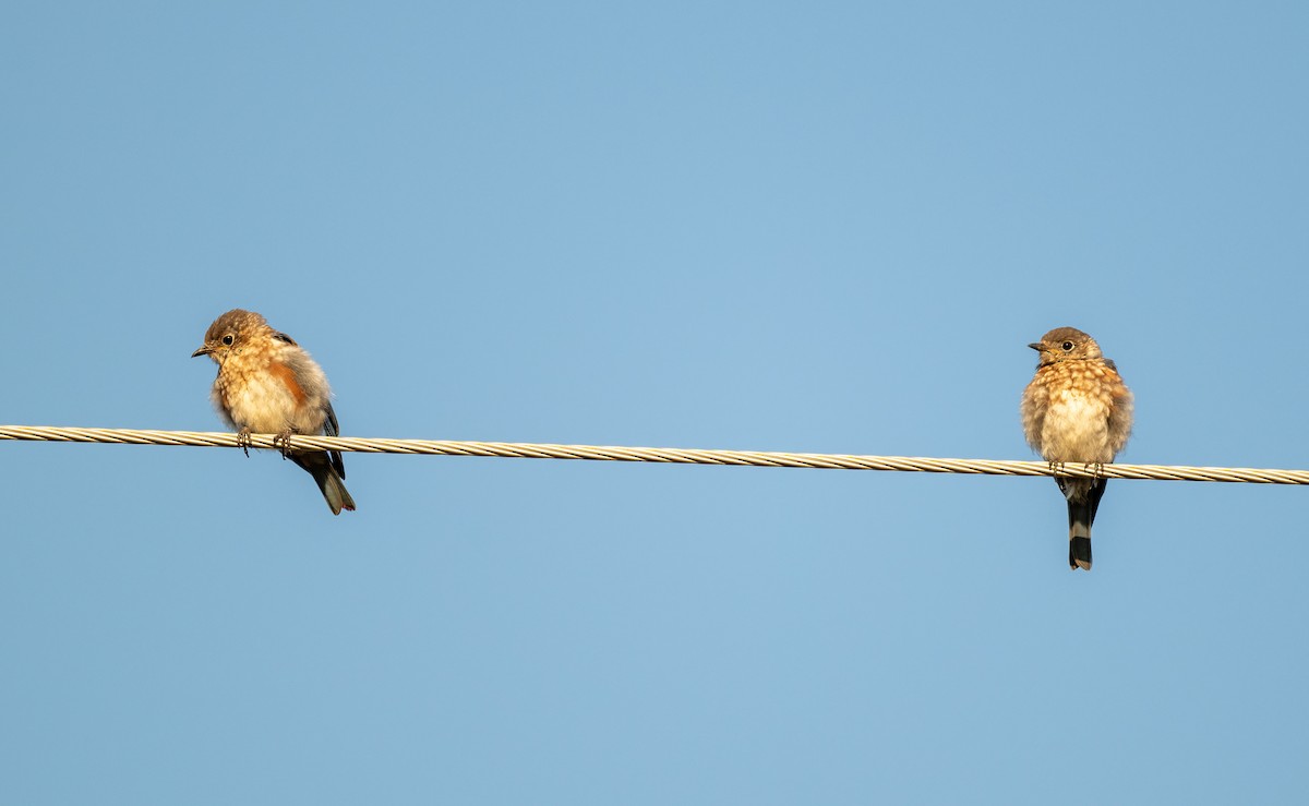 Eastern Bluebird - ML623890047