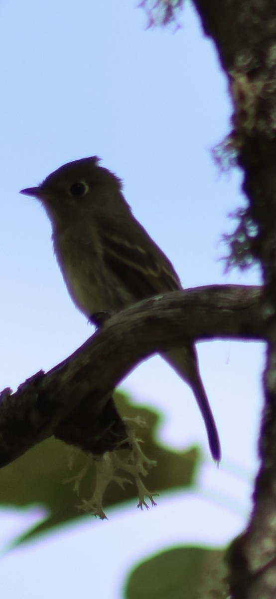 tanımsız Empidonax sp. - ML623890057