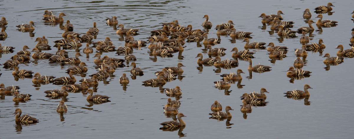 Plumed Whistling-Duck - Neil Roche-Kelly