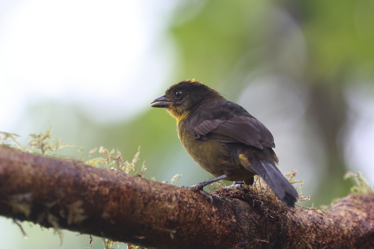 Tricolored Brushfinch - ML623890093