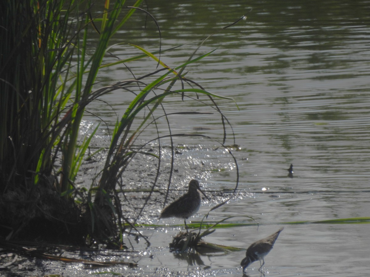 Wilson's Snipe - ML623890145