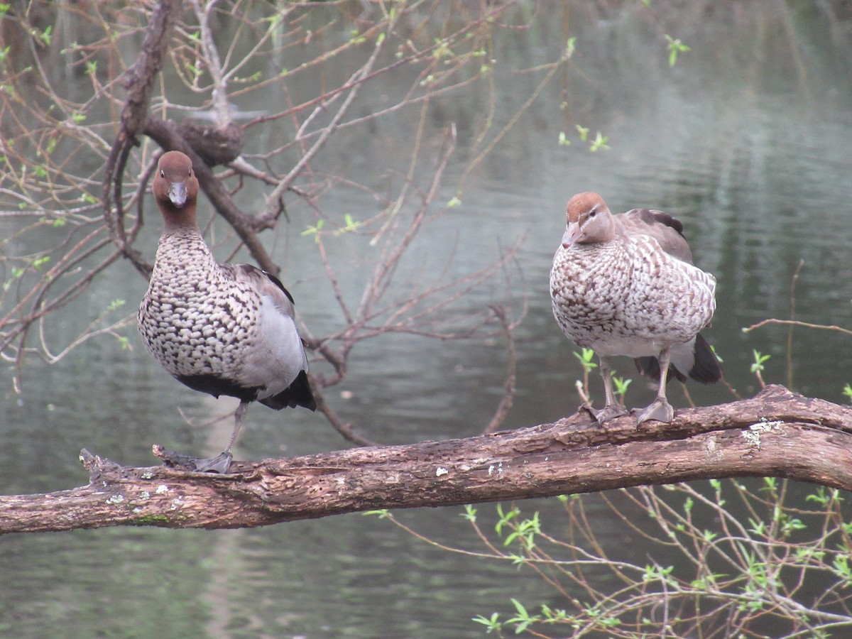 Maned Duck - ML623890279